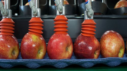 apples