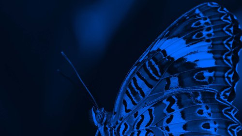Butterfly TEST