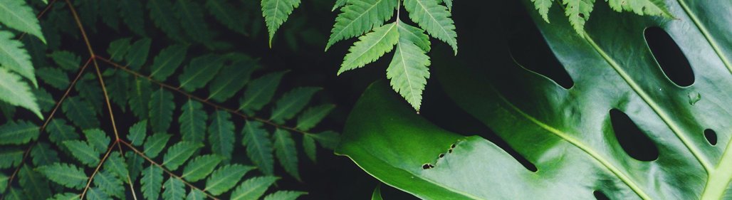 cultivating-culture-banner2.jpg
