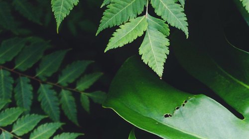 cultivating-culture-banner2.jpg