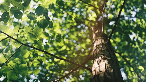 Trees