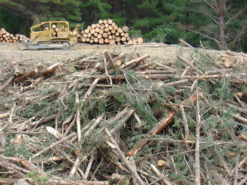 Bioenergy Forest