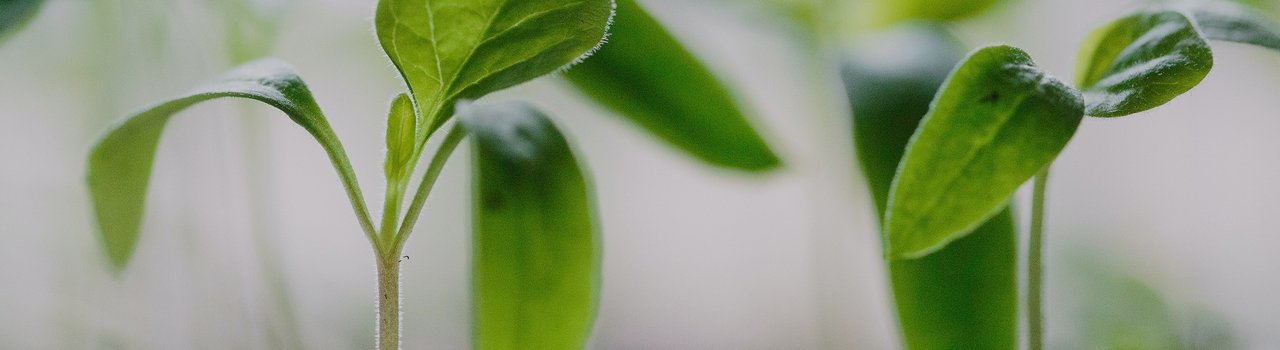 plants