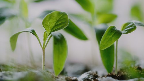 plants