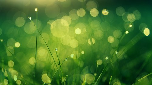 Grass.jpg