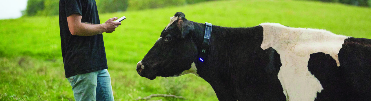 Halter Cow