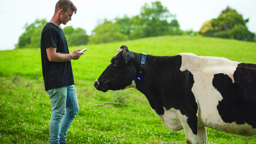 Halter Cow