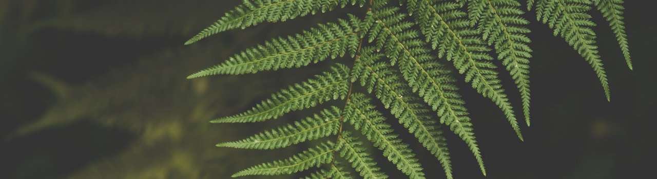 pexels-ylanite-koppens-1495160 (1)