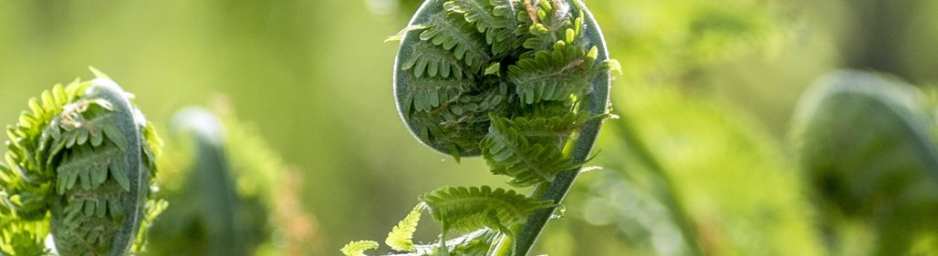 TeAoMaori_Banner2