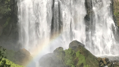 waikato